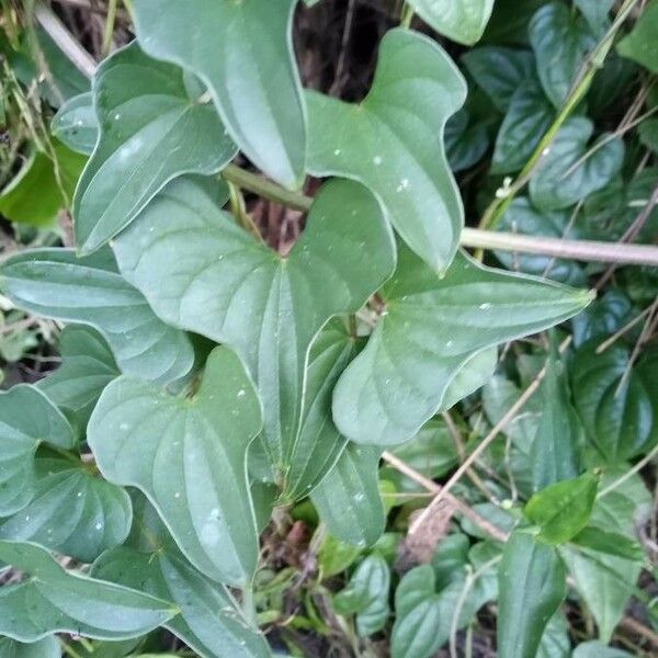 Dioscorea alata Leaf