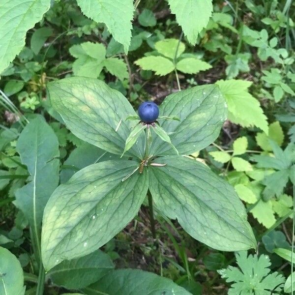 Paris quadrifolia Frucht