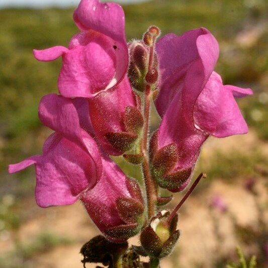 Antirrhinum cirrhigerum Flower