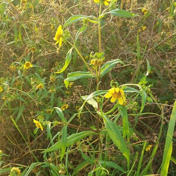 Bidens cernua Lapas