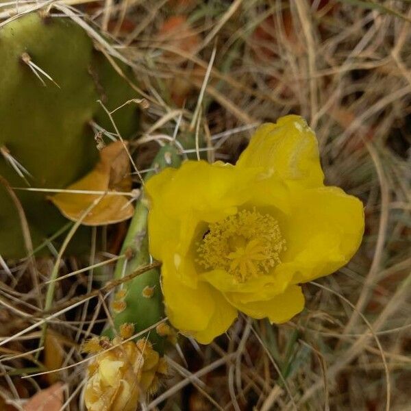 Opuntia guatemalensis Blüte