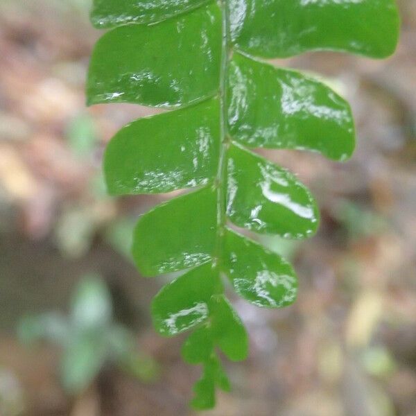 Didymochlaena truncatula Leaf