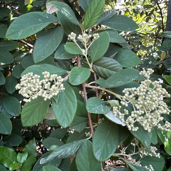 Cotoneaster coriaceus 叶