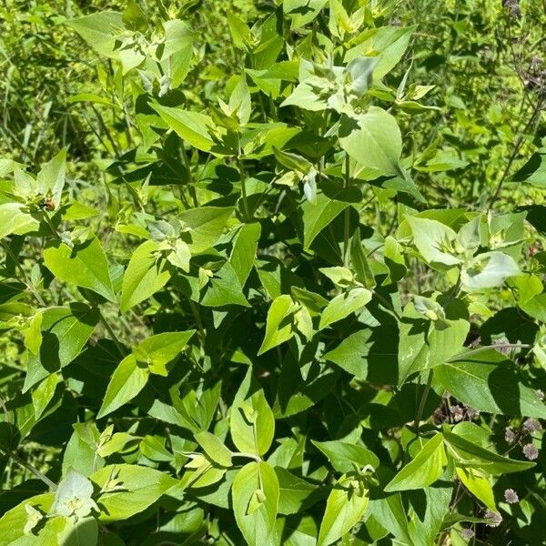 Pycnanthemum muticum Blad