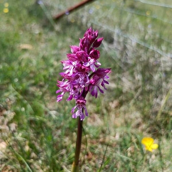 Orchis × hybrida Lorea