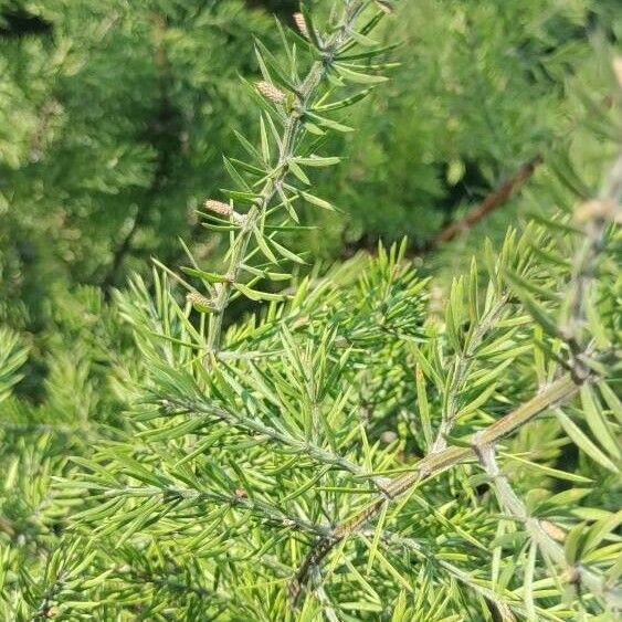 Acacia verticillata Φύλλο