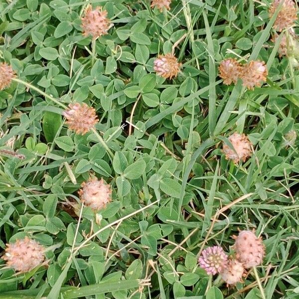 Trifolium fragiferum Habitus