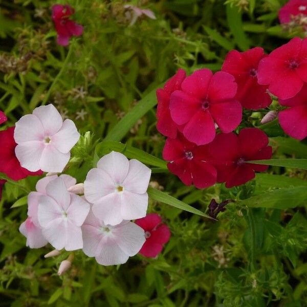 Phlox drummondii 花