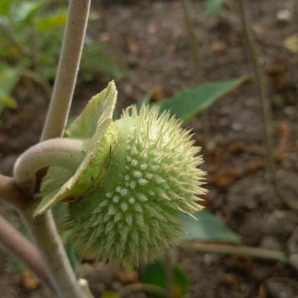 Datura wrightii फल