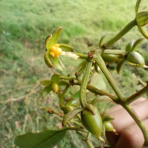 Vismia guianensis Flower
