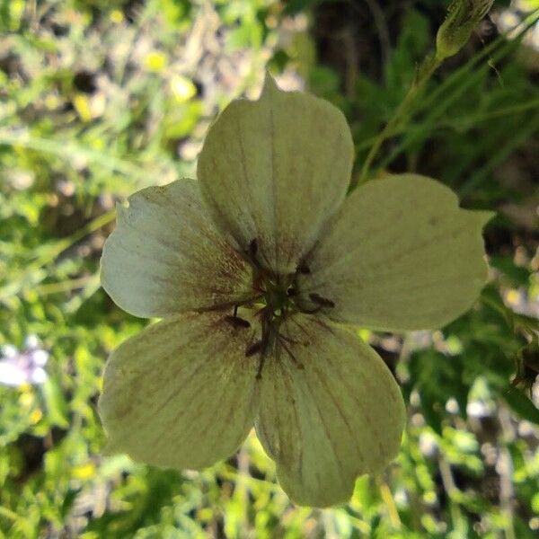 Linum tenuifolium Flower