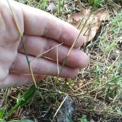 Poa compressa Habit