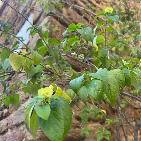 Holmskioldia sanguinea പുഷ്പം