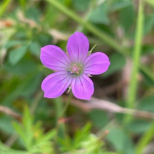 Geranium columbinum Blomst