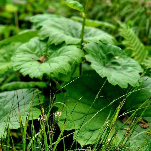 Astilboides tabularis Levél