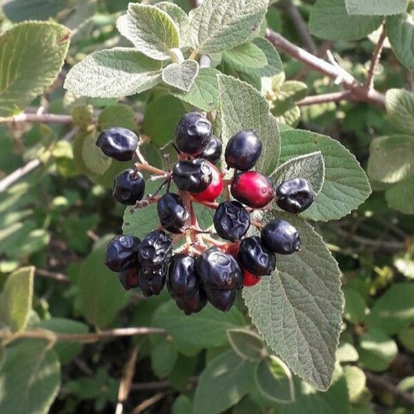 Viburnum lantana फल