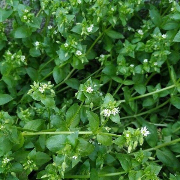 Stellaria media Blomst