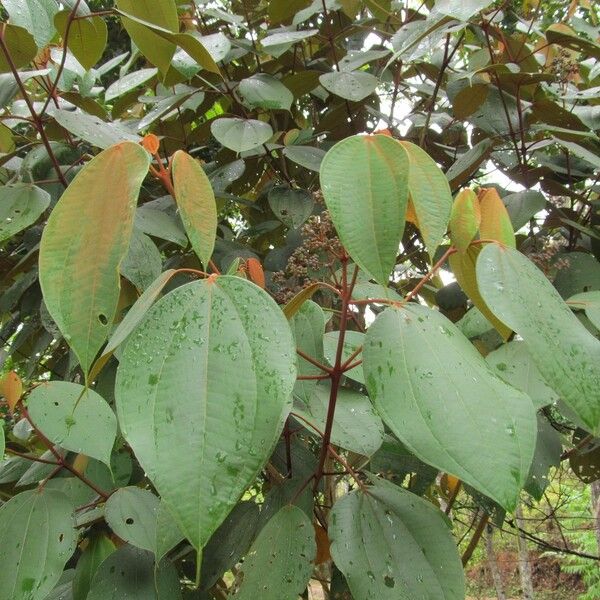 Miconia caudata