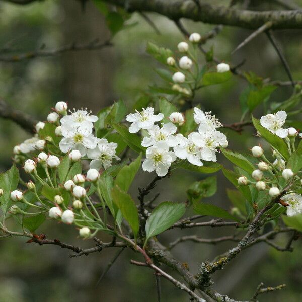 Crataegus calpodendron Květ