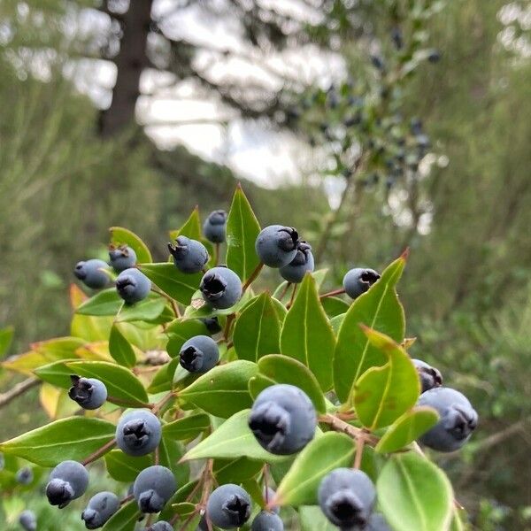 Myrtus communis Frucht