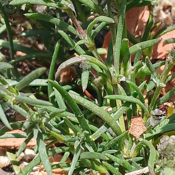 Spergularia rubra Leaf