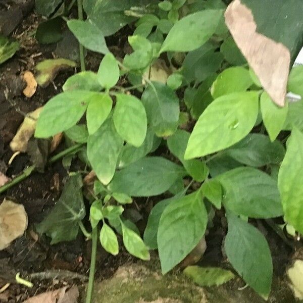 Ruellia prostrata Levél