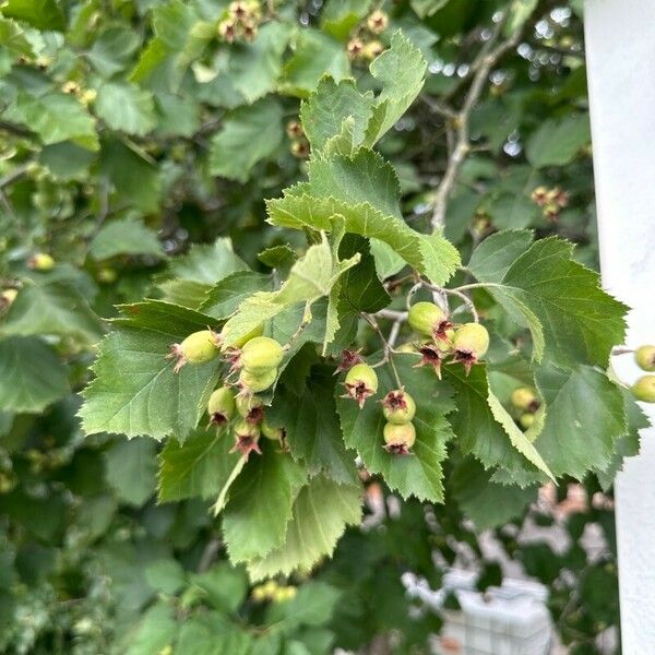 Crataegus submollis Fruit