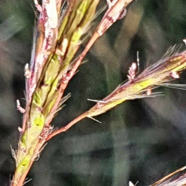 Bothriochloa insculpta Flower