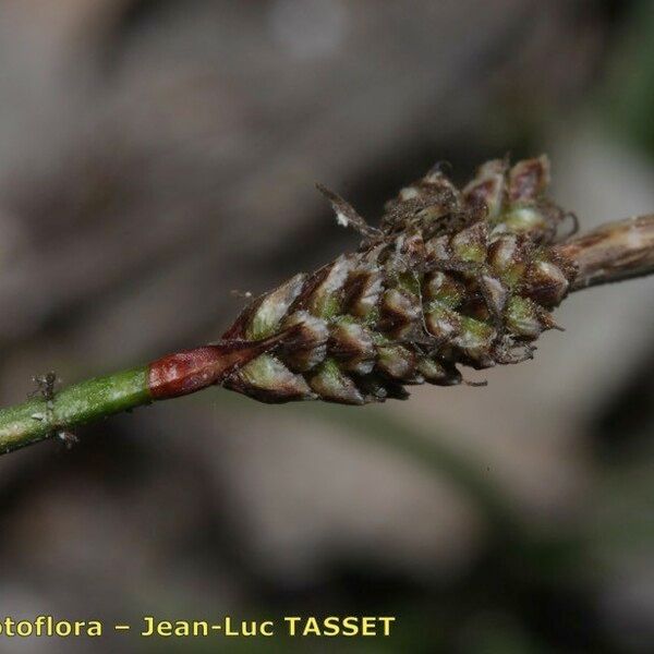 Carex ericetorum Кветка