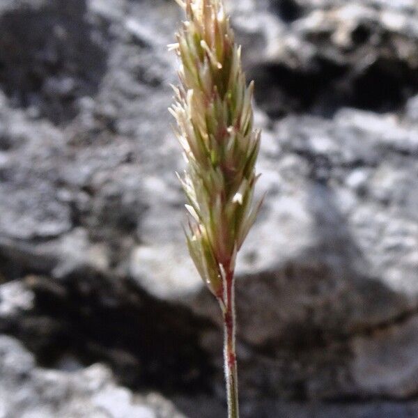 Koeleria vallesiana Blüte