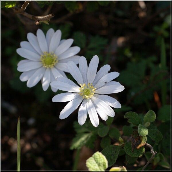 Anemonoides apennina Floare