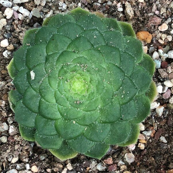 Aeonium tabulaeforme Hábito