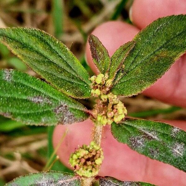 Euphorbia hirta Liść