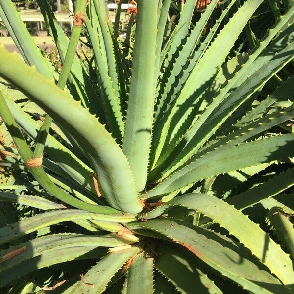 Aloe arborescens Blatt