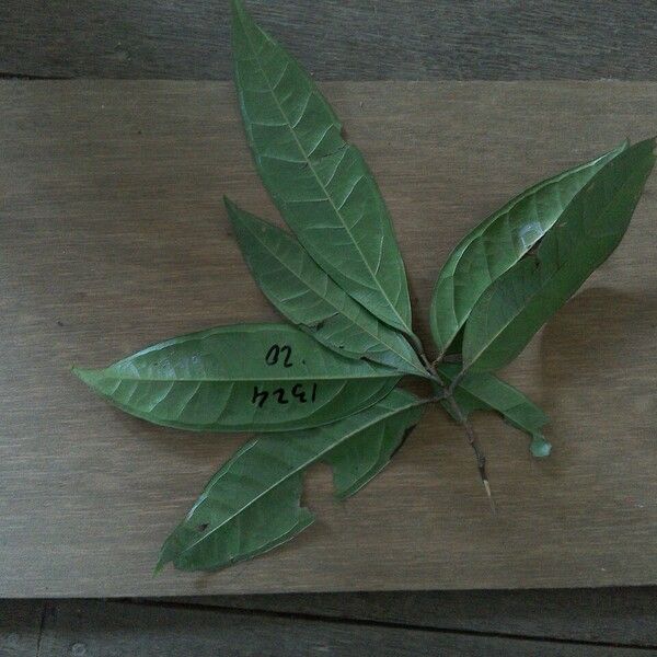 Myrcia subobliqua Leaf