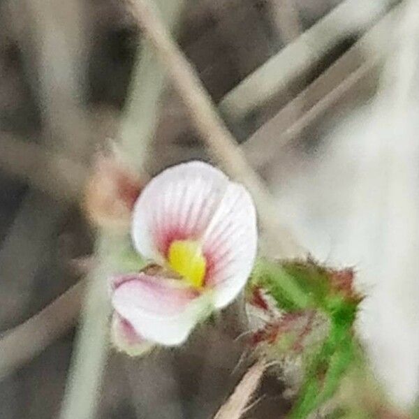 Aeschynomene americana Flor