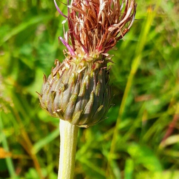 Cirsium heterophyllum Frugt