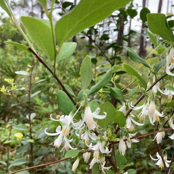 Styrax americanus Flower