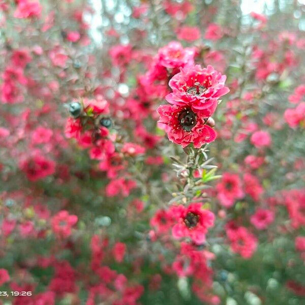 Leptospermum scoparium Квітка