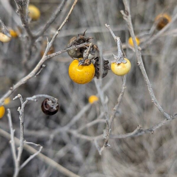 Solanum elaeagnifolium Fruit