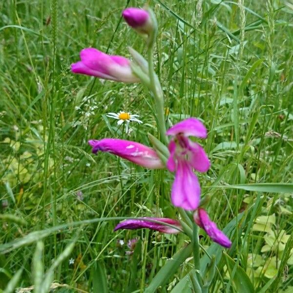 Gladiolus italicus Flower