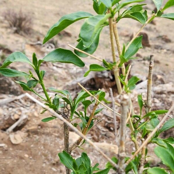 Coptosperma graveolens Blatt