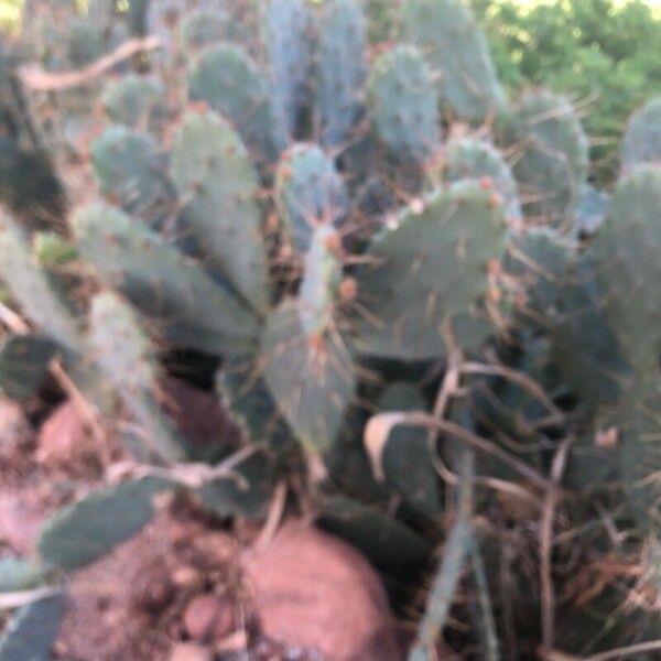 Opuntia elatior Lapas