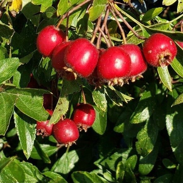 Crataegus laevigata Ffrwyth