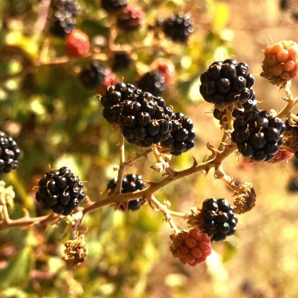 Rubus ulmifolius Fruitua