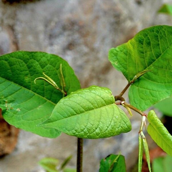 Reynoutria japonica Lapas