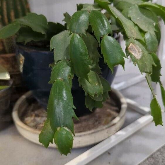 Schlumbergera truncata Φύλλο