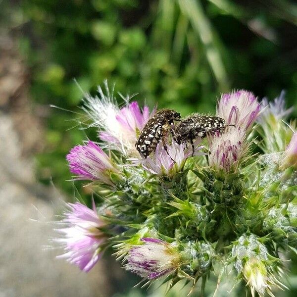 Carduus tenuiflorus Λουλούδι