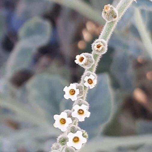 Heliotropium calcareum