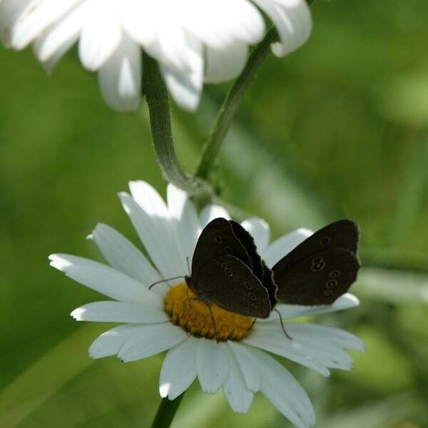 Leucanthemum ircutianum Flower